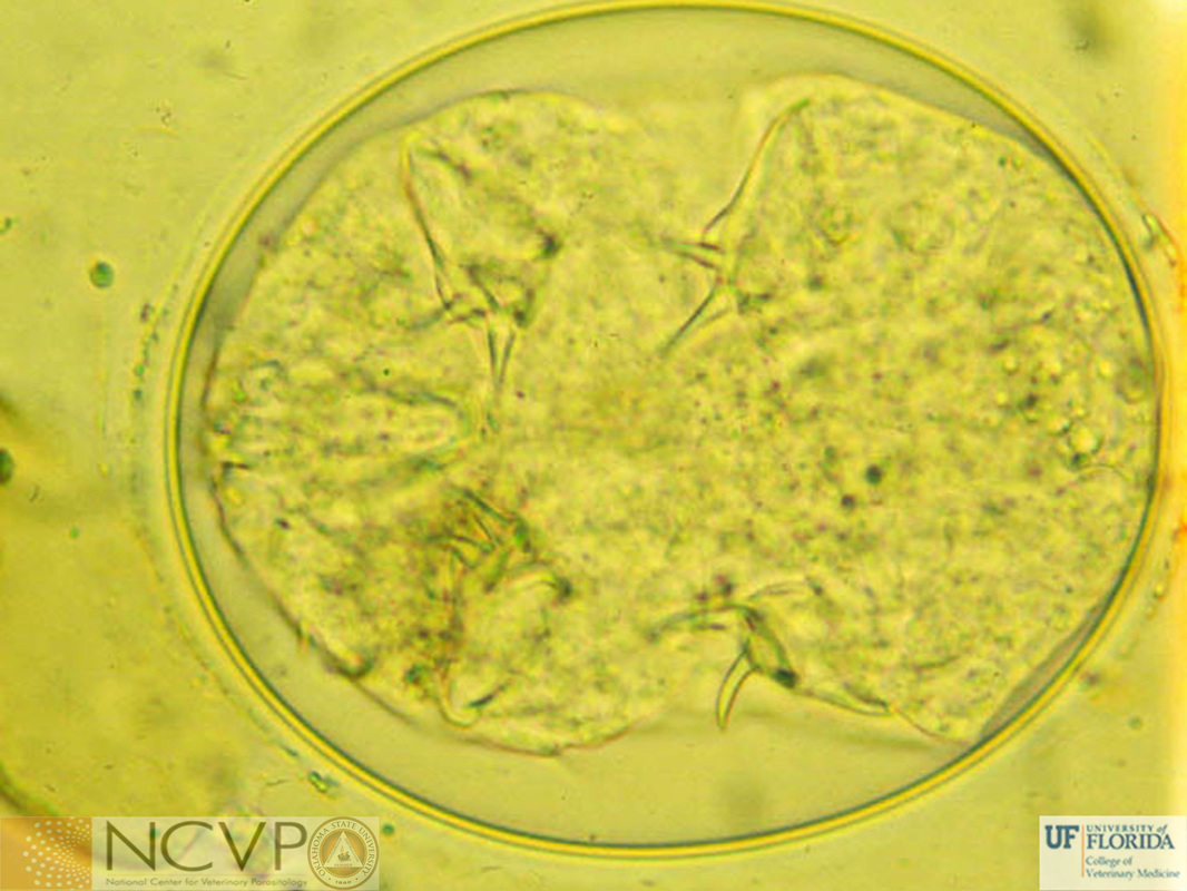 Crustaceans - National Center for Parasitology1066 x 800