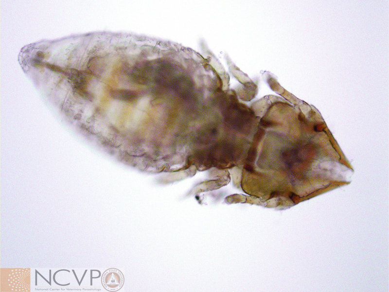 Category Lice National Center for Veterinary Parasitology