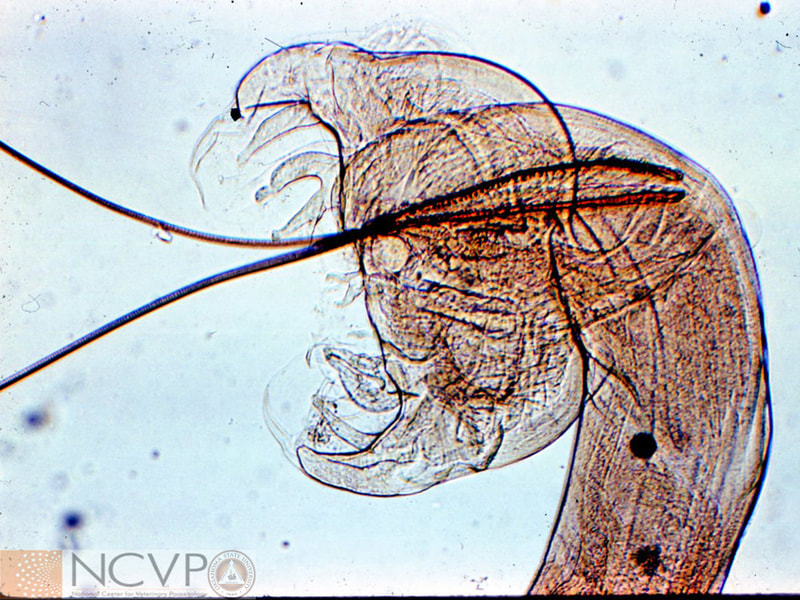 Stenochironomus roquei n. sp., pupa. A, frontal apotome, B